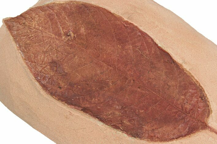 Red Fossil Hickory Leaf (Carya) - Montana #189022